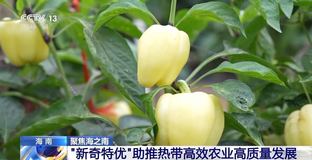 一起了解海南特色农作物“新面孔”