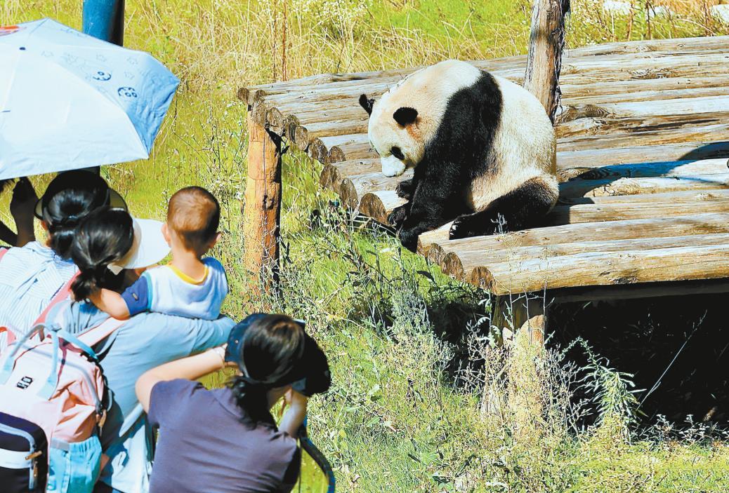来佛坪，看大熊猫！